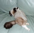 /album/kitty/kitty-201406070003-jpg/